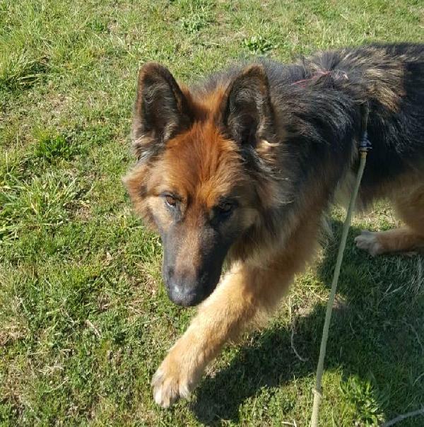 Maxx, Bellissimo Pastore Tedesco Adulto (A Milano)